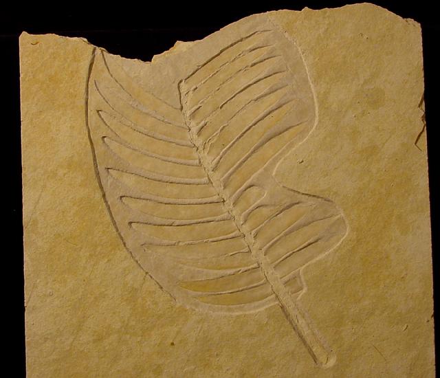 Zamites feneonis BRONGNIART - Bild © FossNet FossilienStore